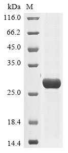 Greater than 85% as determined by SDS-PAGE.Recombinant Human Herpesvirus 6A Envelope Glycoprotein B (GB) Protein (His&Myc)