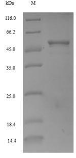 Greater than 90% as determined by SDS-PAGE.