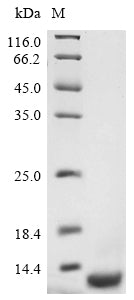 Greater than 90% as determined by SDS-PAGE.