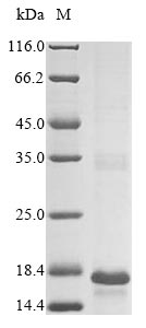 Greater than 85% as determined by SDS-PAGE.Recombinant Yersinia Kristensenii Heat-Stable Enterotoxin (YST) Protein (His-KSI)
