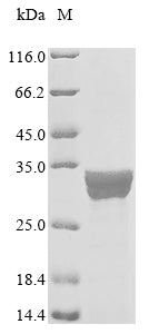Greater than 90% as determined by SDS-PAGE.