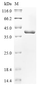 Greater than 90% as determined by SDS-PAGE.