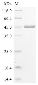Greater than 90% as determined by SDS-PAGE.