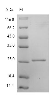 Greater than 90% as determined by SDS-PAGE.