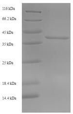 Greater than 90% as determined by SDS-PAGE.