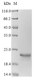 Greater than 90% as determined by SDS-PAGE.Recombinant Arabidopsis Thaliana Ubiquitin-Conjugating Enzyme E2 11 (UBC11) Protein (His)