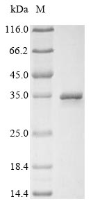 Greater than 85% as determined by SDS-PAGE.Recombinant Rotavirus A Outer Capsid Protein Vp4 Protein (His&Myc)