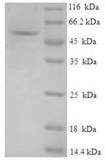 Greater than 90% as determined by SDS-PAGE.