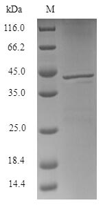 Greater than 90% as determined by SDS-PAGE.