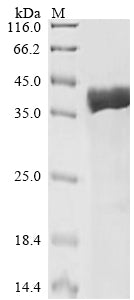 Greater than 90% as determined by SDS-PAGE.Recombinant E.Coli Molybdate-Binding Periplasmic Protein (MODA) Protein (His-SUMO)