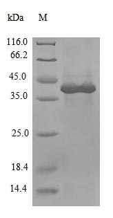 Greater than 85% as determined by SDS-PAGE.Recombinant Severe Acute Respiratory Syndrome Coronavirus 2 Non-Structural Protein 3 (NSP3) Protein (His)