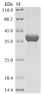 Greater than 85% as determined by SDS-PAGE.