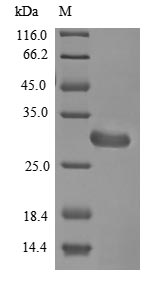 Greater than 85% as determined by SDS-PAGE.Recombinant Neosartorya Fumigata Hydrophobin (RODA) Protein (His-B2M)