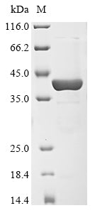 Greater than 90% as determined by SDS-PAGE.