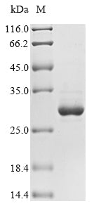 Greater than 90% as determined by SDS-PAGE.Recombinant Momordica Charantia Ribonuclease Mc (MC1) Protein (His&Myc)