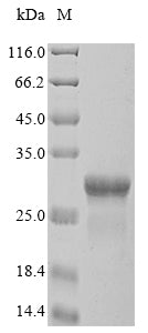Greater than 90% as determined by SDS-PAGE.Recombinant Klebsiella Pneumoniae Outer Membrane Protein A (OMPA) Protein (His&Myc)