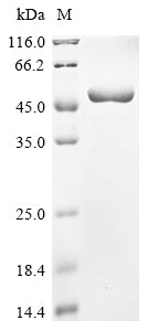 Greater than 90% as determined by SDS-PAGE.Recombinant Human Respiratory Syncytial Virus B Nucleoprotein (N) Protein (His&Myc)