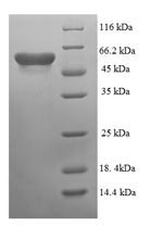 Greater than 90% as determined by SDS-PAGE.