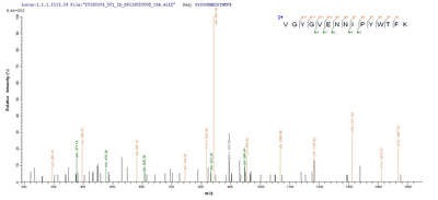 Based on the SEQUEST from database of E.coli host and target protein, the LC-MS/MS Analysis result of this product could indicate that this peptide derived from E.coli-expressed Autographa californica nuclear polyhedrosis virus (AcMNPV) VCATH.