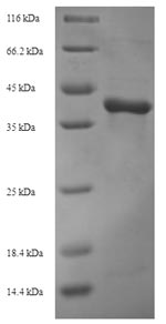 Greater than 90% as determined by SDS-PAGE.