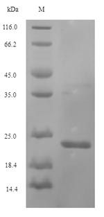Greater than 90% as determined by SDS-PAGE.Recombinant Legionella Pneumophila Peptidoglycan-Associated Lipoprotein (PAL) Protein (His)