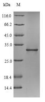 Greater than 90% as determined by SDS-PAGE.Recombinant Legionella Pneumophila Peptidoglycan-Associated Lipoprotein (PAL) Protein (His-SUMO)