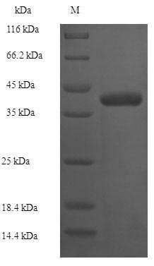Greater than 90% as determined by SDS-PAGE.