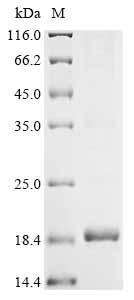 Greater than 85% as determined by SDS-PAGE.