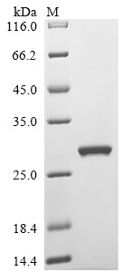 Greater than 90% as determined by SDS-PAGE.