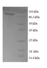 Greater than 90% as determined by SDS-PAGE.