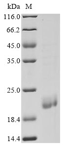 Greater than 90% as determined by SDS-PAGE.Recombinant E.Coli Major Curlin Subunit (CSGA) Protein (His&Myc)