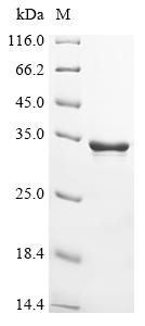 Greater than 90% as determined by SDS-PAGE.Recombinant Abrus Precatorius Abrin-C Protein (His&Myc)