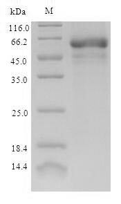 Greater than 90% as determined by SDS-PAGE.Recombinant Eschscholzia Californica Reticuline Oxidase (BBE1) Protein (His)