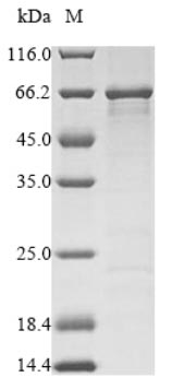 Greater than 90% as determined by SDS-PAGE.Recombinant Clostridium Botulinum Botulinum Neurotoxin Type F (BOTF) Protein (His)