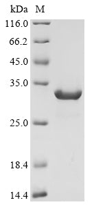 Greater than 90% as determined by SDS-PAGE.
