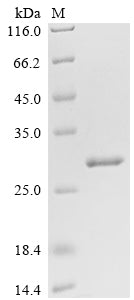 Greater than 90% as determined by SDS-PAGE.