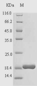 Greater than 90% as determined by SDS-PAGE.Recombinant Bovine Cathelicidin-4 (CATHL4) Protein (His-SUMO)