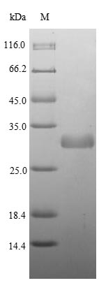 Greater than 85% as determined by SDS-PAGE.Recombinant Listeria Monocytogenes Serovar 1/2A 1-Phosphatidylinositol Phosphodiesterase (PLCA)