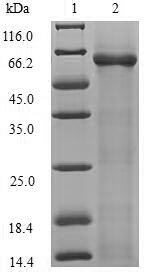 Greater than 90% as determined by SDS-PAGE.