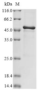 Greater than 85% as determined by SDS-PAGE.Recombinant Mycoplasma Genitalium Uncharacterized Protein Mg281 (MG281) Protein (His)