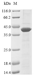 Greater than 85% as determined by SDS-PAGE.Recombinant Methanobacterium Ivanovii Nitrogenase Iron Protein 1 (NIFH1) Protein (His&Myc)