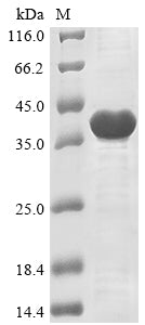 Greater than 85% as determined by SDS-PAGE.Recombinant Saccharomyces Cerevisiae Dolichyl-Phosphate-Mannose--Protein Mannosyltransferase 3 (PMT3) Protein (His)