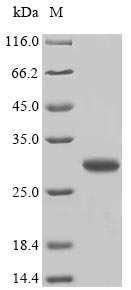 Greater than 90% as determined by SDS-PAGE.Recombinant Dermatophagoides Pteronyssinus Mite Allergen Der P 6 (DERP6) Protein (GST)
