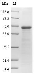 Greater than 90% as determined by SDS-PAGE.Recombinant Arabidopsis Thaliana Osmotin-Like Protein Osm34 (OSM34) Protein (His-SUMO&Myc)