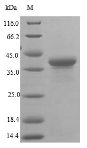 Greater than 85% as determined by SDS-PAGE.Recombinant Human Large Proline-Rich Protein Bag6 (BAG6) Protein (His&Myc)
