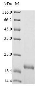 Greater than 85% as determined by SDS-PAGE.