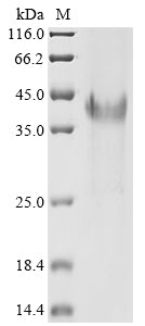 Greater than 90% as determined by SDS-PAGE.Recombinant Candida Albicans Hyphal Wall Protein 1 (HWP1) Protein (His)