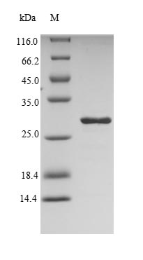 Greater than 90% as determined by SDS-PAGE.Recombinant Dermatophagoides Pteronyssinus Mite Group 2 Allergen Der P 2 (DERP2) Protein (His-SUMO)