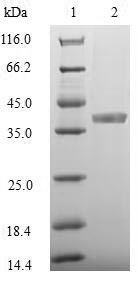 Greater than 90% as determined by SDS-PAGE.Recombinant Plasmodium Falciparum Merozoite Surface Protein 2 (MSP2) Protein (GST)