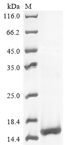 Greater than 85% as determined by SDS-PAGE.Recombinant Methanothermus Fervidus Dna-Binding Protein Hmf-1 (HMFA) Protein (His&Myc)